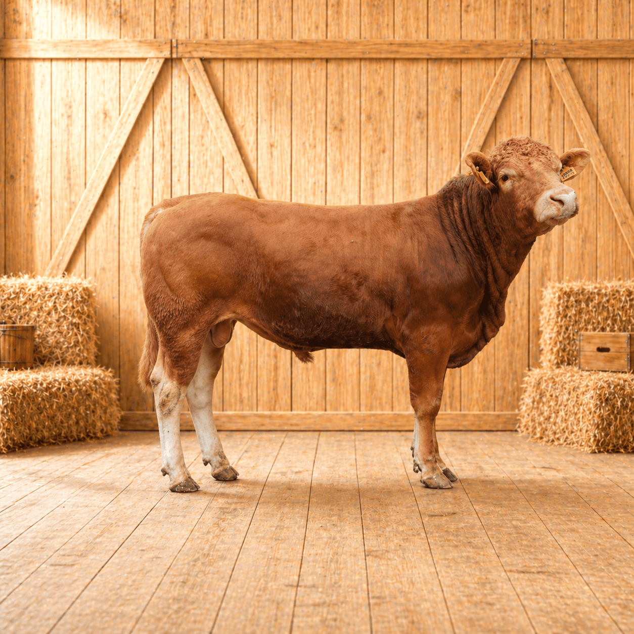 Sapi Silver